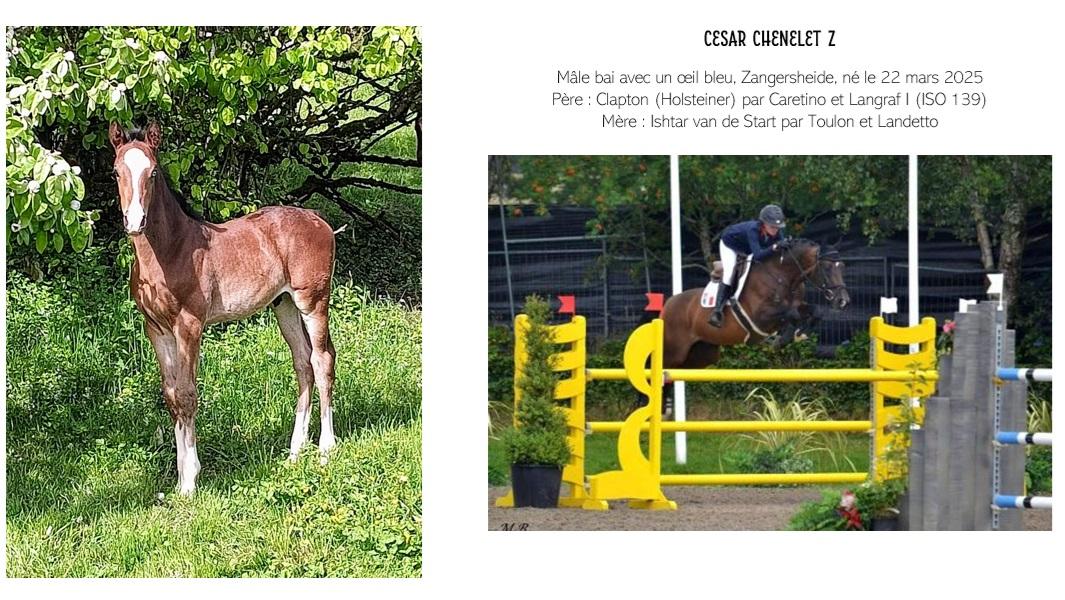 Cesar site